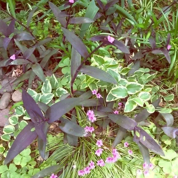 8 Purple Heart Plant Cuttings 💜 - Picture 2 of 5